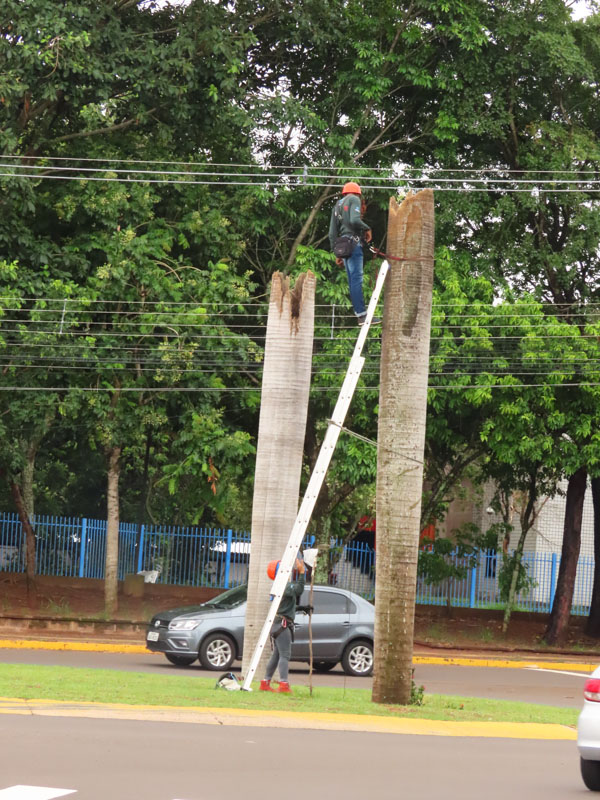 N_209__ninho_sendo_monitorado__Foto_Kefany_Ramalho__2__jpeg