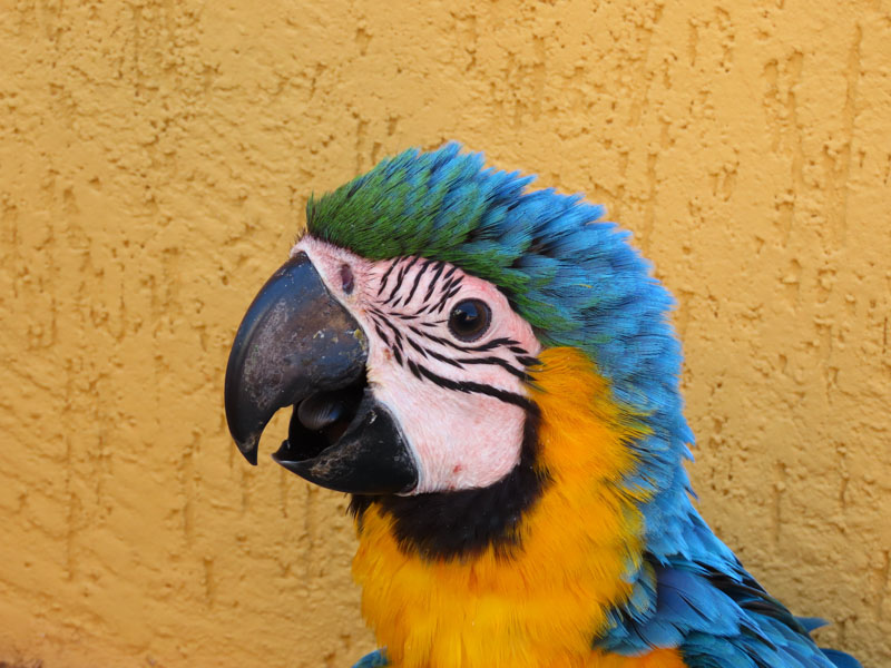 Projeto Aves Urbanas – Araras na Cidade – Instituto Arara Azul