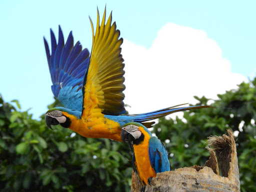 Get to know the Urban Birds Project – Macaws in the City
