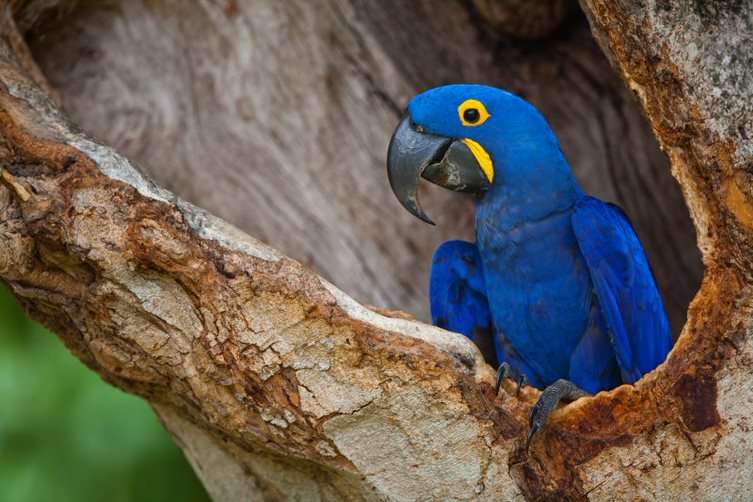 Hyacinth Macaw Project: find out in detail