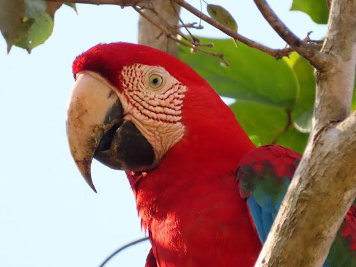Red-and-green macaws: Biology and threats