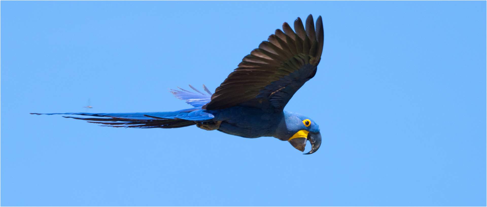 6 Ways to Support the Hyacinth Macaw Institute