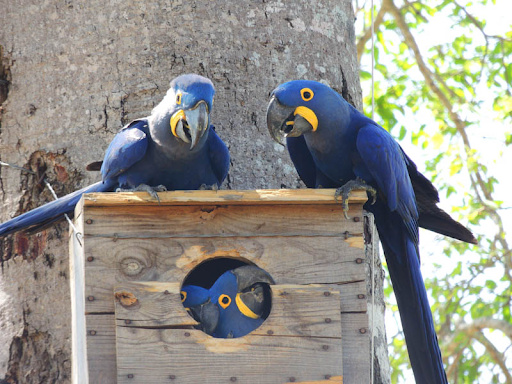 Do you know how the Hyacinth Macaw reproduces?