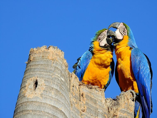 Blue-and-yellow Macaw: Biology and Threats
