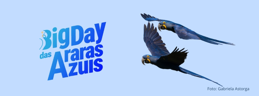 Primeiro “BIG DAY das Araras-Azuis” mobiliza observadores no Brasil, Bolívia e Paraguai e registra 1275 araras azuis em seu ambiente natural